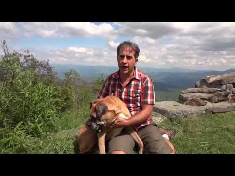 how to control epilepsy in dogs