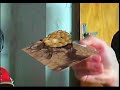 Bestioles en r�alit� augment�e