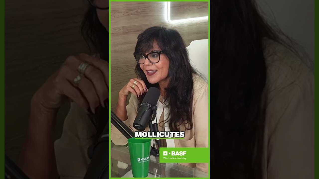 Escolha do Híbrido: A Chave para o Manejo do Milho #BASF