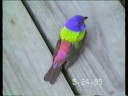 Panted Bunting VIdeo May 1995