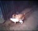 Cane e Gatto