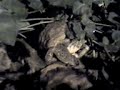 animal sex II