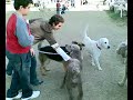 Gazira CLub Dog Park