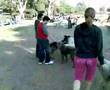Gazira CLub Dog Park