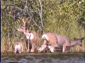 Whitetail Deer Family 2.mp4