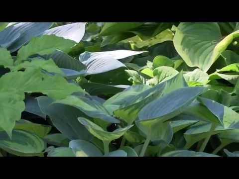 how to care for empress wu hosta