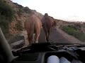 file in marokko - trafficjam in morocco