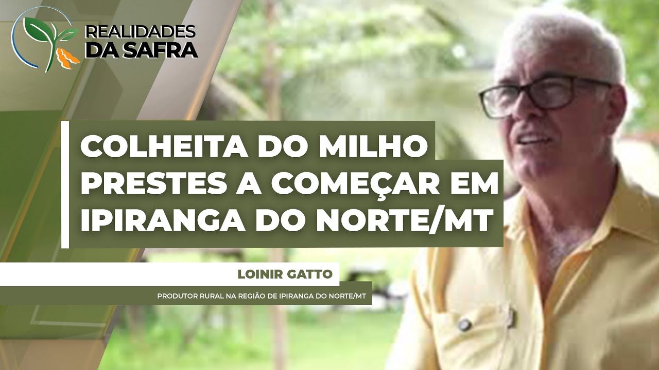 Primeiras áreas de milho devem começar a ser colhidas na próxima semana em Ipiranga do Norte/MT