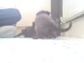 Overun with kittens