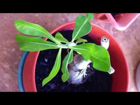 how to transplant desert rose