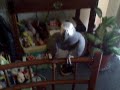 African Grey Parrot Mating Dance 11-2009