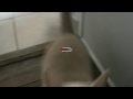 My Kittys video (cats)