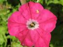Flower Power I : by Dr Ahmed mansour