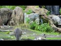 Kangaroos vs. a Vulture @ Animal Kingdom
