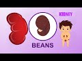 Learn about Human Body Parts For Kids - KIDNEY
