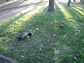 a ferret and a squirrel fretka i wiewiórka