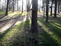 a ferret and a squirrel fretka i wiewiórka