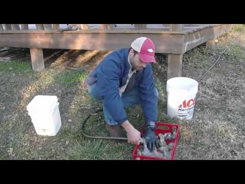 how to harvest oysters in nc