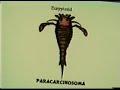 The Silurian Period