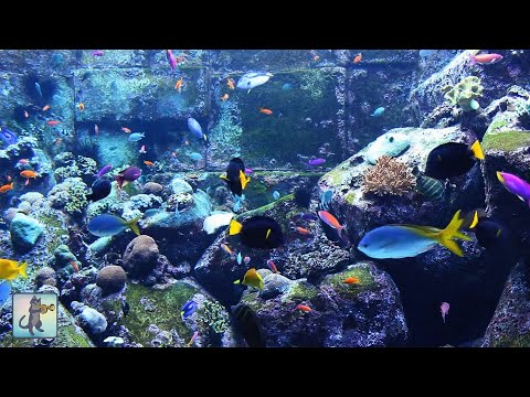 3 HOURS of Beautiful Coral Reef Fish, Relaxing Ocean Fish, Aquarium Fish Tank & Relax Music 1080p HD