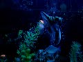 Kingui Cometa, Kingui Telescopio, Pacú, Peixe Papagaio, CatFish e Cascudo Pepita de Ouro 