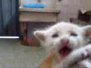 EL  RUGIDO DE LEONIDAS - CAT BLOOPERS