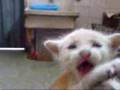 EL  RUGIDO DE LEONIDAS - CAT BLOOPERS
