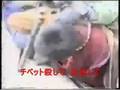 FreeTibet&ChinaFreeチャイナフリーでフリーチベット