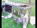 Turkeys