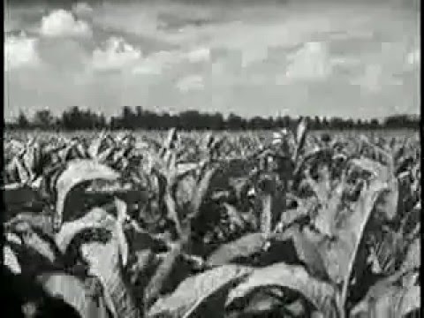 Imagen de previsualización de YouTube