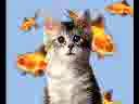 GATTO FIGHETTO CON CIABATTE GATTO FIGHETTO CON CIABATTE