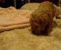 Cute Bagle
