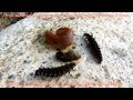 Lampyres: sale temps pour les limaces! - Lartigau - Milhas - 31