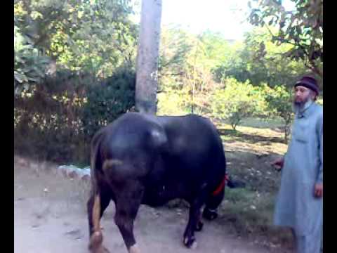qurbani2 - The annual holy ritual of muslim to sacrifice halal animal in order to follow Sunnah Ibrahimi.