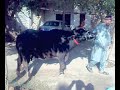 Qurbani2.mp4