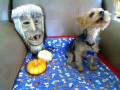 Crazy Yorkie Dog - Yorkshire Terrier on Halloween