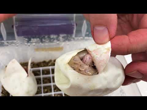 YouTube reptile video