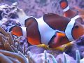 Clownfish Porn