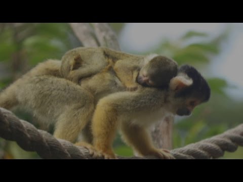 Adorable miniscule monkey welcomed to London Zoo