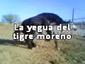 EL LLAVERO Y LA MORA DEL TIGRE
