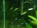 aquário nano plantado de 60 litrossetup;50x30x40filtro azoo mingnon filter 360l/htermostato master 50wiluminação; lampada modular 15w luz do diaflora;cabomba carolinianaamazonensesagitáriavalisnéria glossostigmafauna;14 neons cardinais04 tetras lápis02 acarás bandeiras02 tetras elachys 