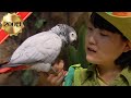 에버랜드 성대모사 달조(達鳥, vocal mimicry bird)