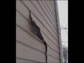 My House Is Melting Vinyl Siding Melting Distortion from Window Reflection by Marko Vovk