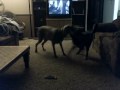play time oby and charley.AVI