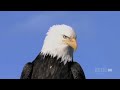 Abba – Eagle