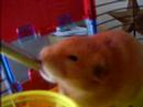 my honey bear hamster