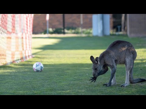 Knguru unterbricht in Canberra Fuballspiel