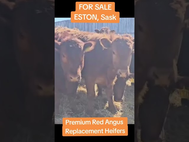 Fancy Red Angus Replacement Heifers in Livestock in Swift Current