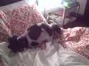 Dog Does Bear - Part Deux Dog Does Bear - Part Deux