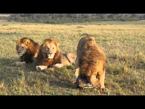 Immagini ravvicinate di leoni con la BeetleCam Immagini ravvicinate di leoni con la BeetleCam